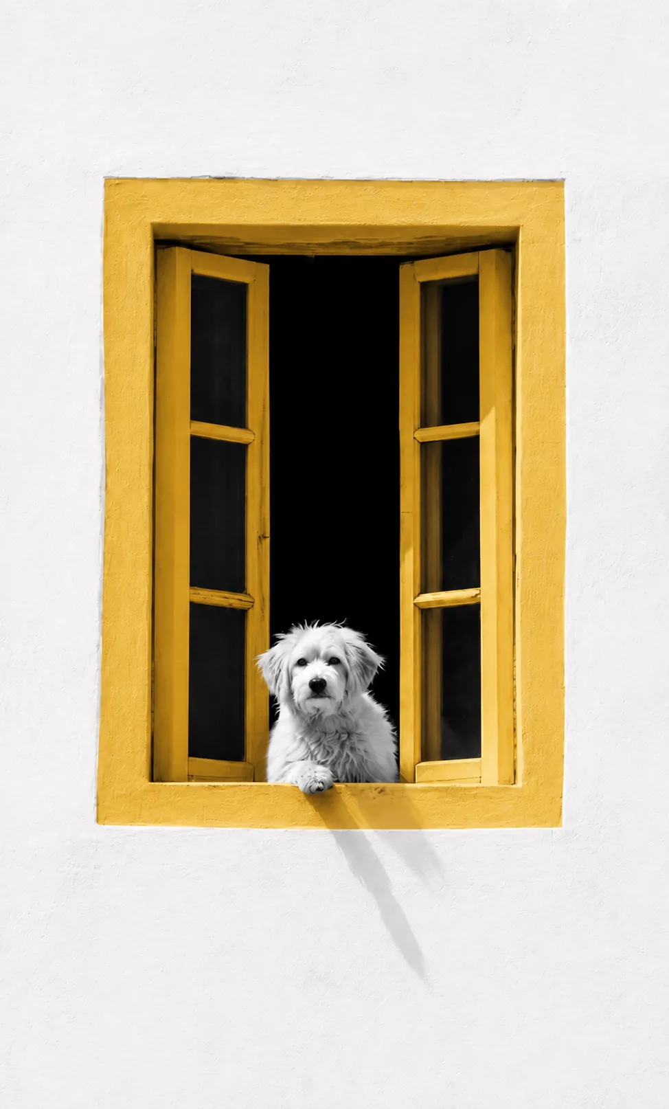 Cachorro branco aparece em uma janela amarela aberta